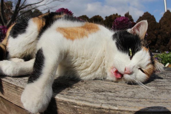 CANON EF15mm F2.8 フィッシュアイで撮影された写真 - 価格.com