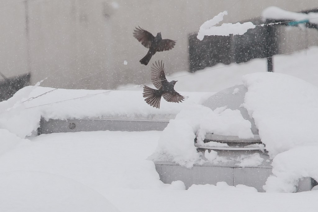 EOS60D の作例 旭山動物園 （冬季）』 CANON EOS 60D ダブルズーム