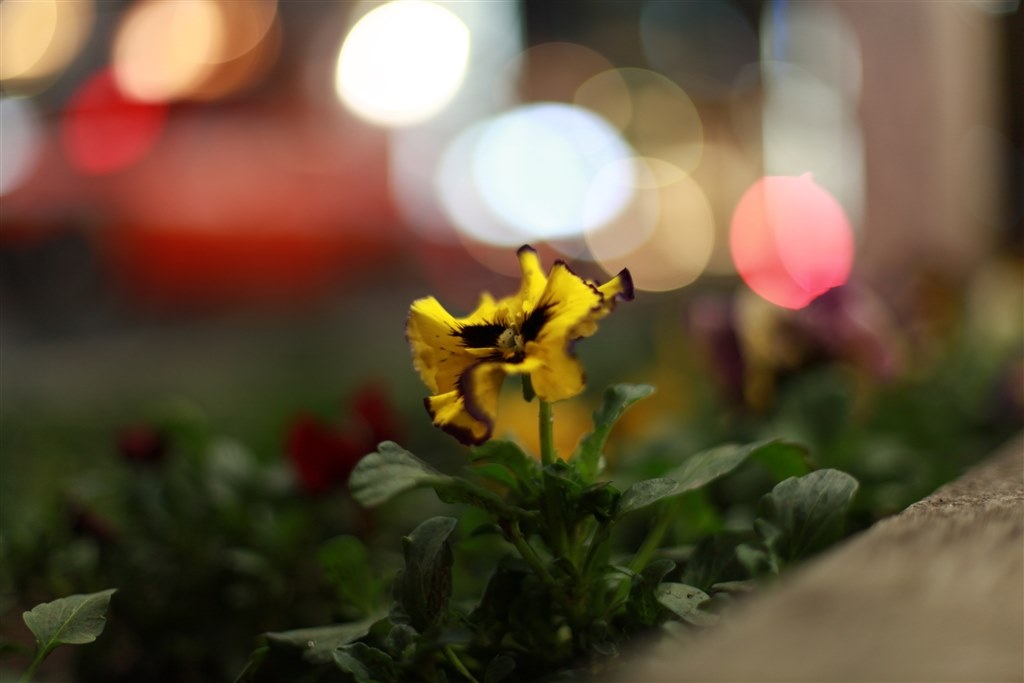 雰囲気、ボケ重視のポートレート撮影をしたい』 CANON EF50mm F1.8 II