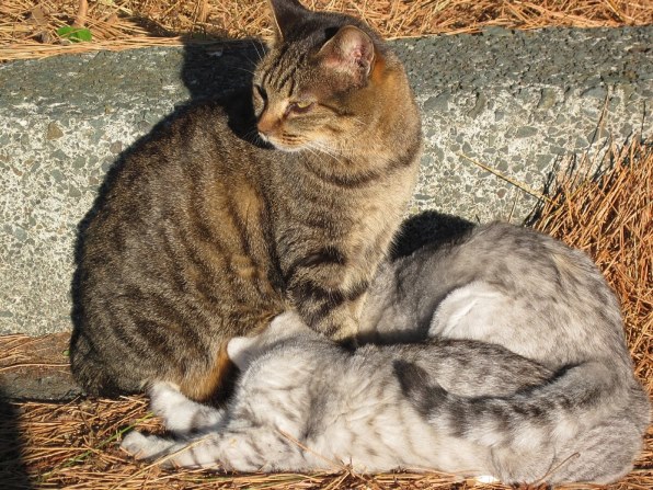 CANON PowerShot A1100 IS投稿画像・動画 - 価格.com