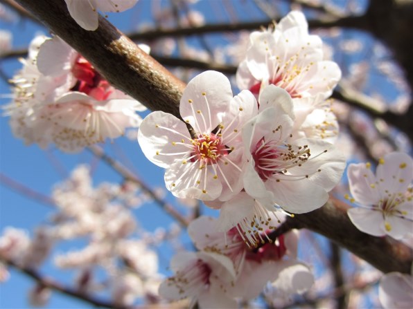 Canon PowerShot SX230 HS レッド ケース付 撮影画像有 Canon PowerShot SX230 HS レッド ケース付 撮影画像有 - メルカリ