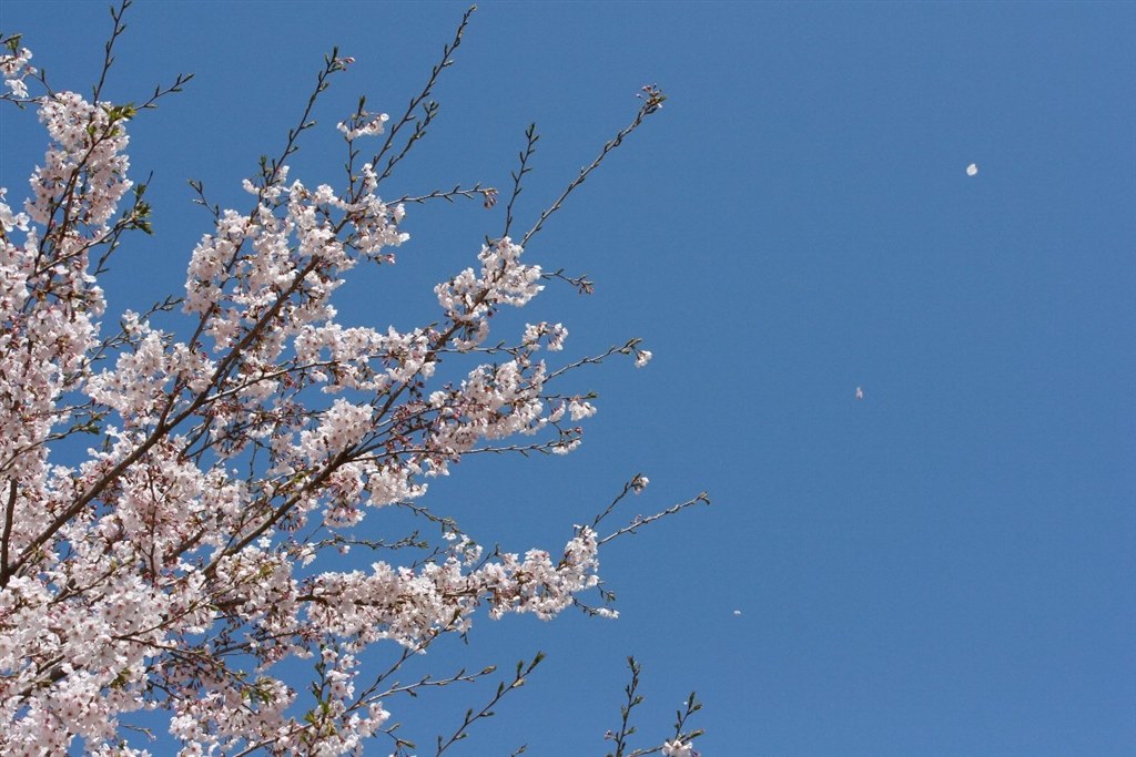 素人には舞い散る桜は難しいですね Canon Eos Kiss デジタル X ボディ のクチコミ掲示板 価格 Com