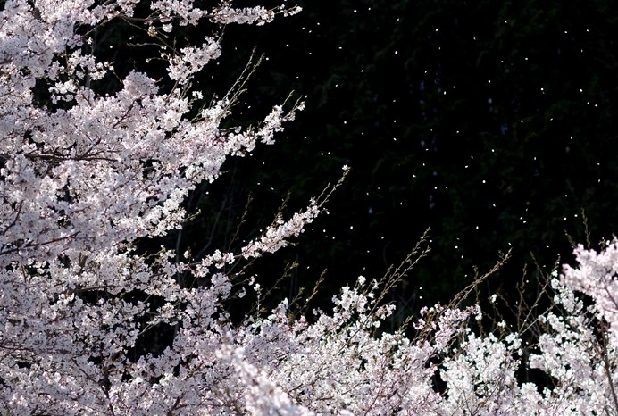 素人には舞い散る桜は難しいですね Canon Eos Kiss デジタル X ボディ のクチコミ掲示板 価格 Com
