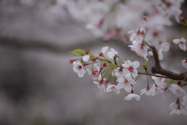 PART90です。 桜祭りだあ～！！』 クチコミ掲示板 - 価格.com