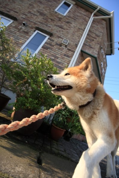 大型犬 秋田犬投稿画像 動画 価格 Com