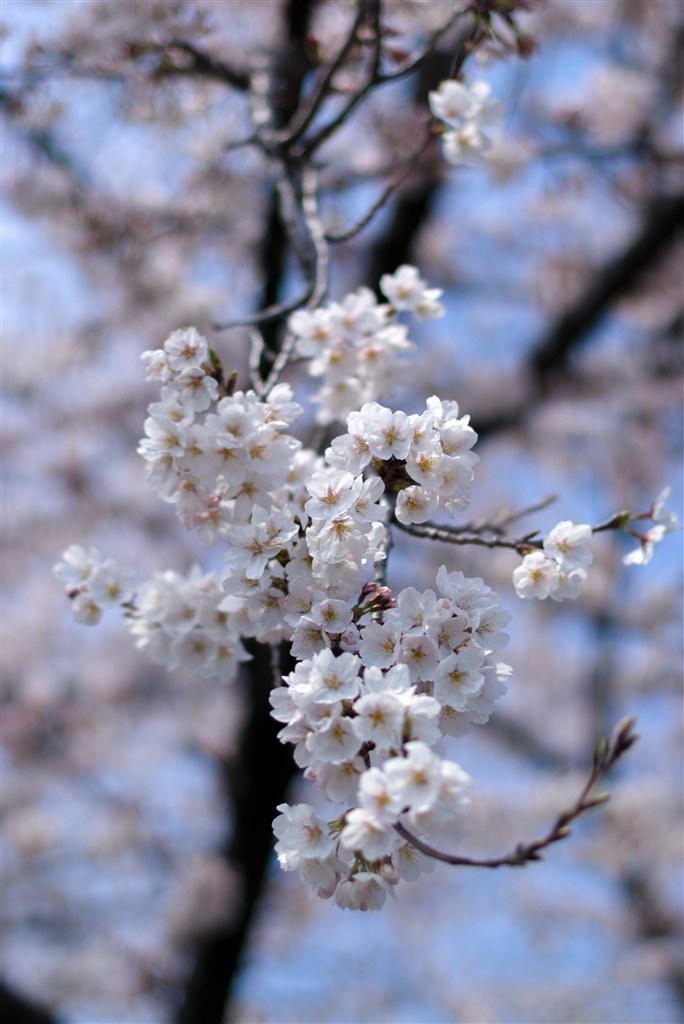 大人気セール️圧倒的ボケ感エモい写真をパシャリニコン AF 50mm F1.4D️ レンズ(単焦点)