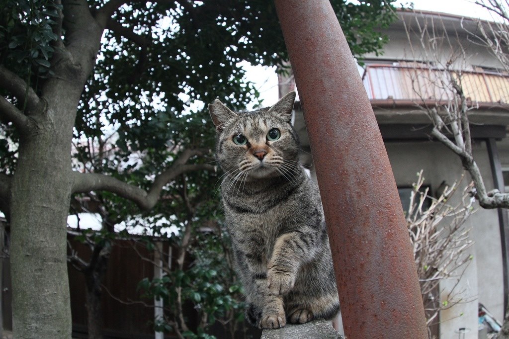 8-15で猫写真撮り』 CANON EF8-15mm F4L フィッシュアイ USM の