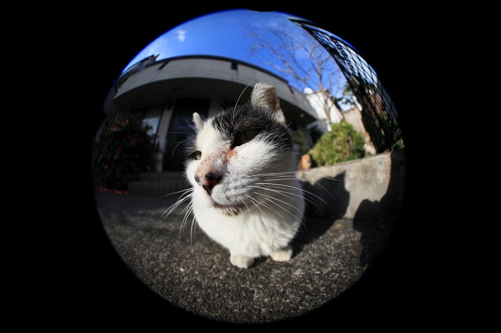 8-15で猫写真撮り』 CANON EF8-15mm F4L フィッシュアイ USM の