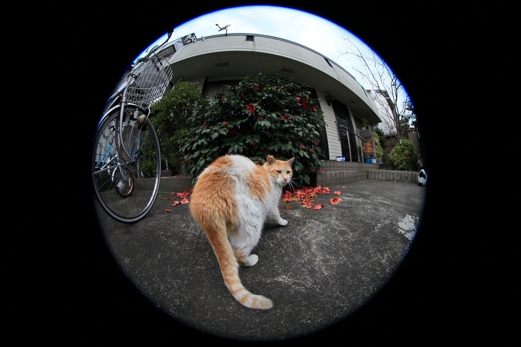 8-15で猫写真撮り』 CANON EF8-15mm F4L フィッシュアイ USM の 8-15で猫写真撮り』 CANON EF8-15mm F4L フィッシュアイ USM の