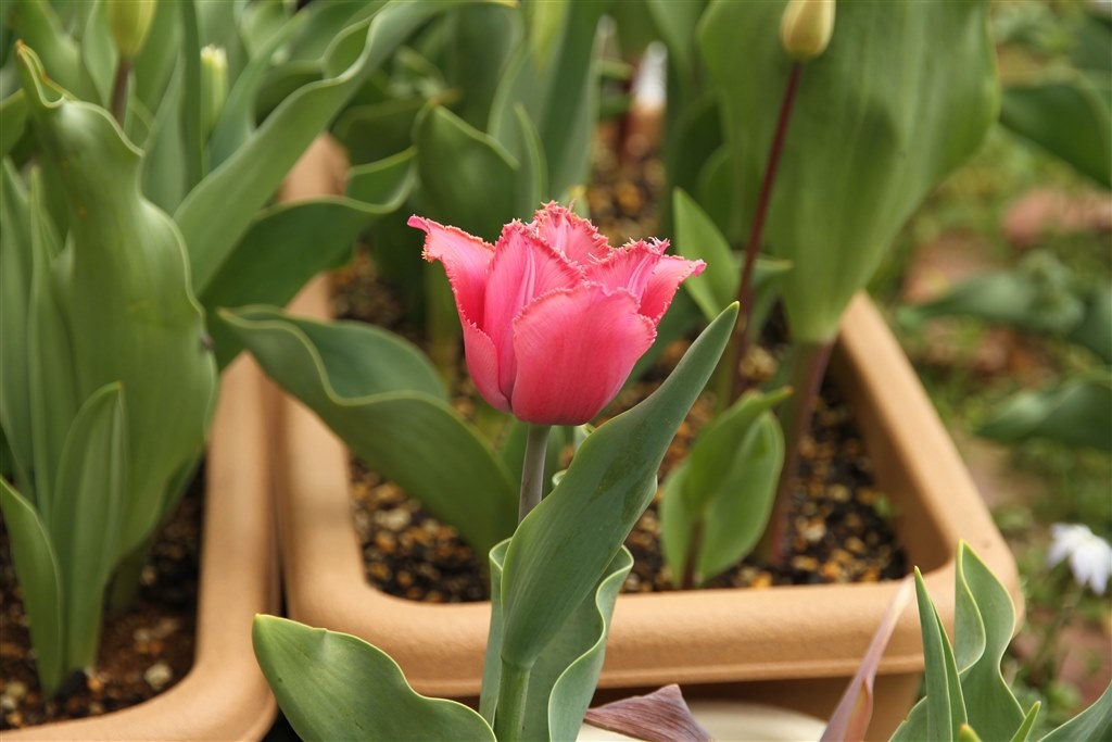 チューリップの赤 Canon Eos 7d ボディ のクチコミ掲示板 価格 Com