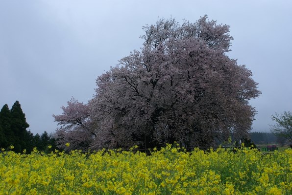 K10dで撮った春写真をお見せ下さい No 3 ペンタックス Pentax K10d ボディ のクチコミ掲示板 価格 Com