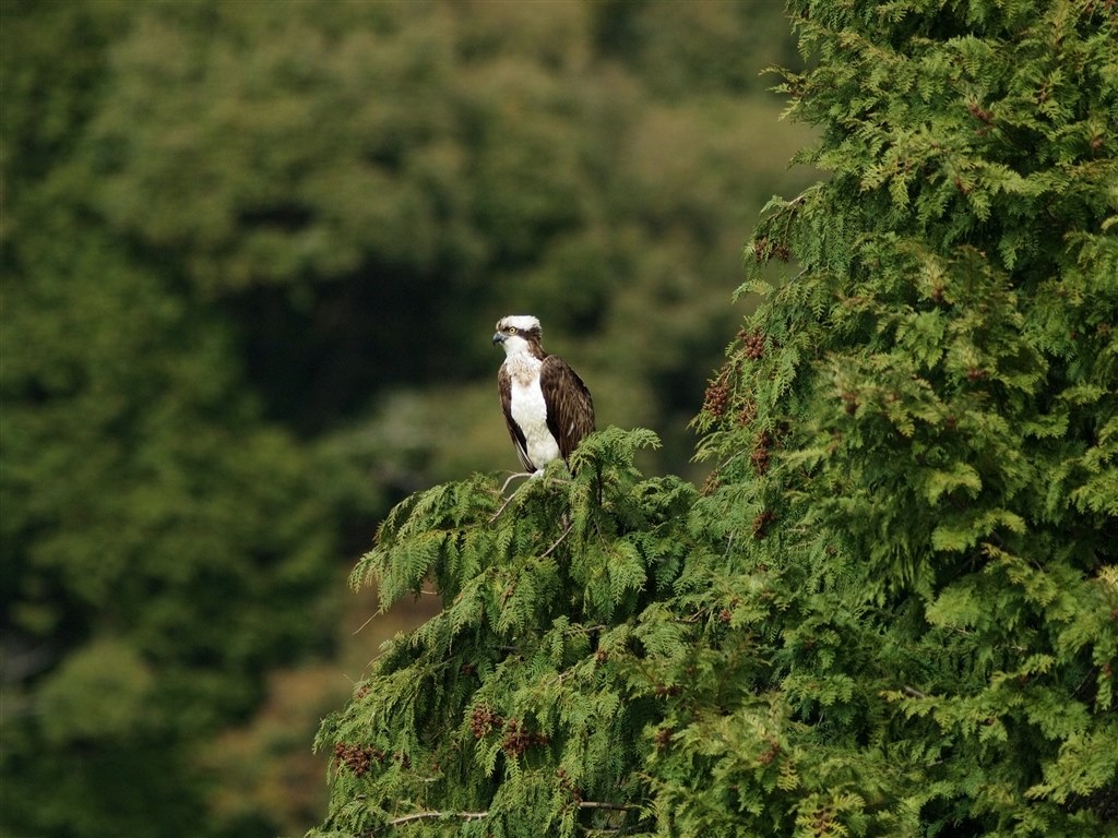 Lレンズで解放絞りからバリバリ使えるレンズは Canon Ef300mm F4l Is Usm のクチコミ掲示板 価格 Com