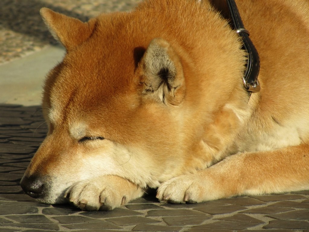 Canonのカメラ Good Canon Powershot Sx210 Is のクチコミ掲示板 価格 Com