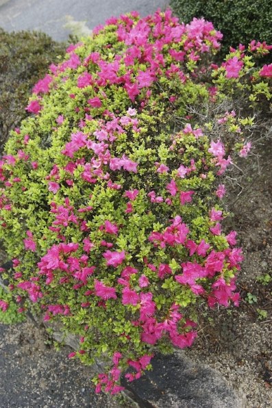 コニカ ミノルタ AFズーム 17-35mm F2.8-4(D)投稿画像・動画 - 価格.com