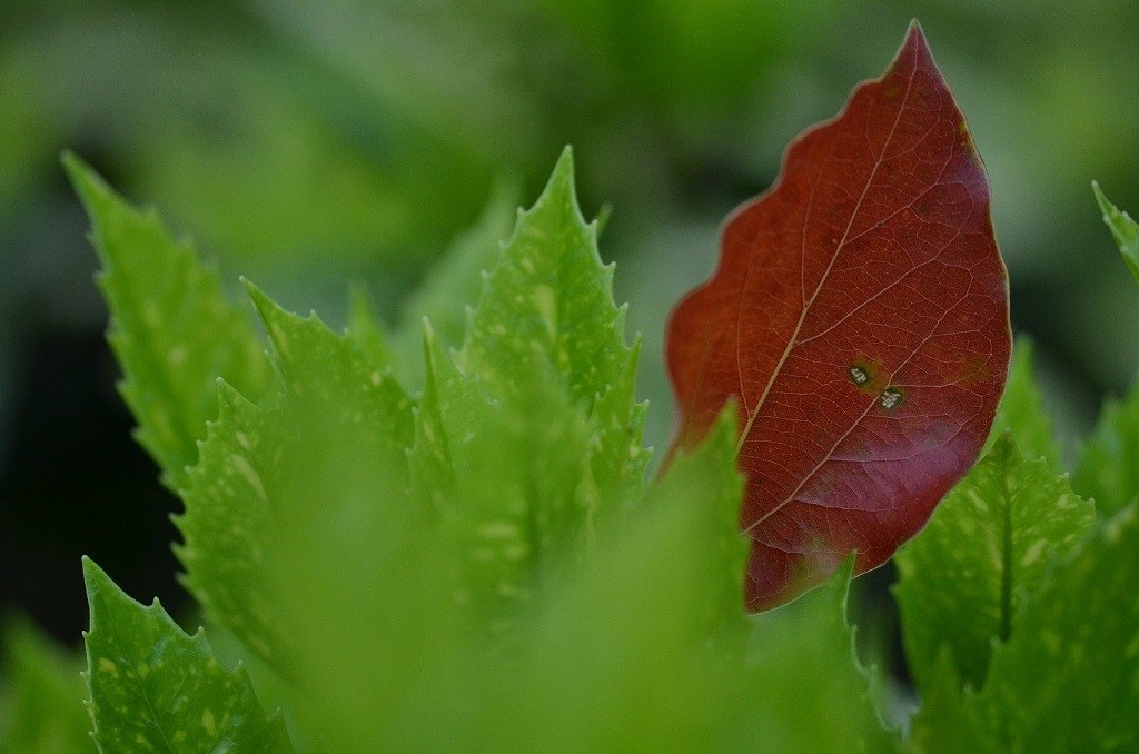 2416万画素のメリット』 ニコン D3200 ボディ のクチコミ掲示板 - 価格.com