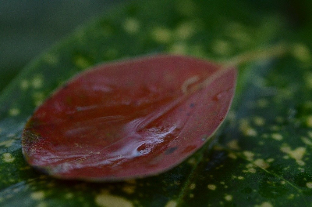 2416万画素のメリット』 ニコン D3200 ボディ のクチコミ掲示板