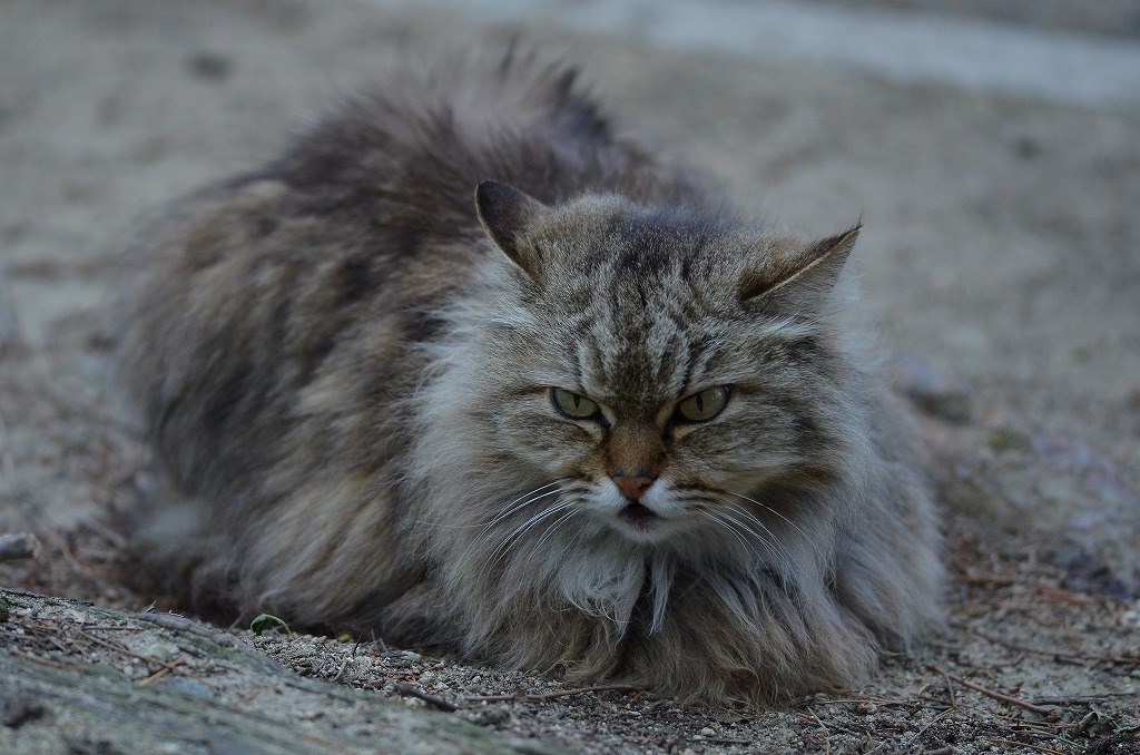 高画質2416万画素で撮影♪ Nikon D3200 初心者でも本格撮影