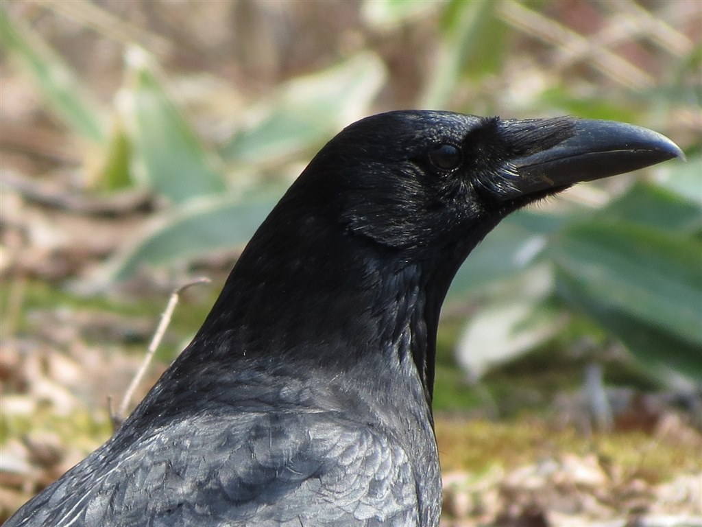 お気楽野鳥撮影を楽しもう Part 7 Canon Powershot Sx40 Hs のクチコミ掲示板 価格 Com