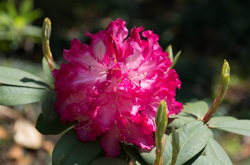 壊れました ペンタックス Smc Pentax Da 50 135mmf2 8ed If Sdm のクチコミ掲示板 価格 Com