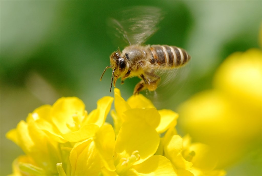 ⭐️花・昆虫などに⭐️TAMRON 90mm F2.8 MACRO ニコンF 昆虫マクロ 作例』 TAMRON SP 90mm F/2.8 Di MACRO 1：1 VC USD