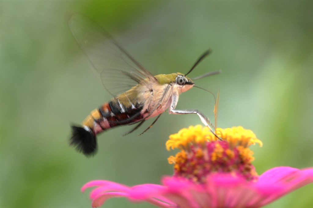このレンズと60mmマクロどちらが昆虫撮影に？』 TAMRON SP