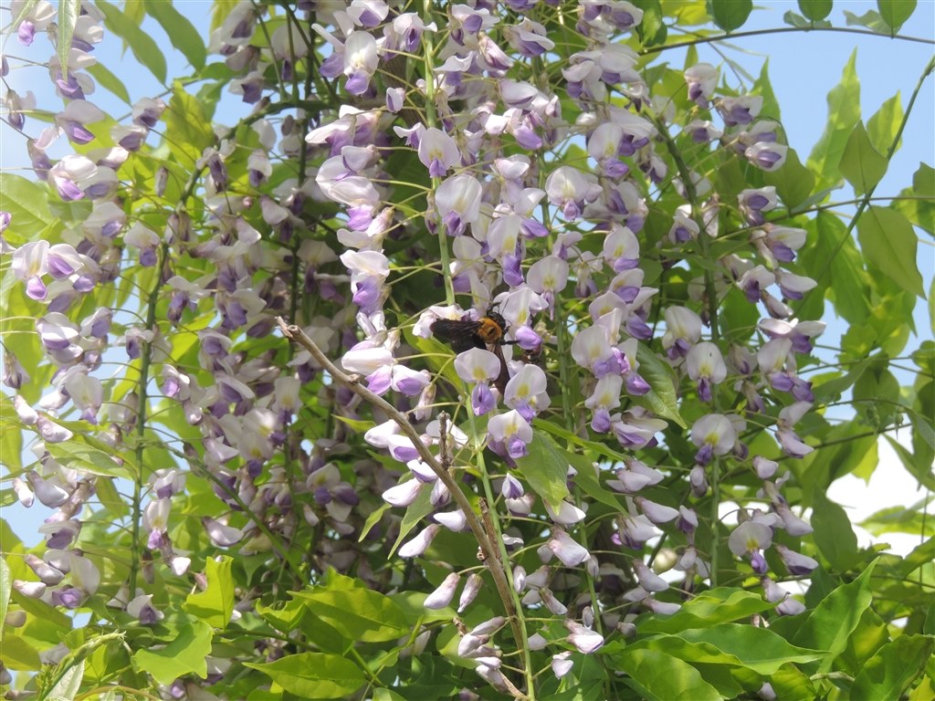 Nikon P510❤️運動会や月の撮影❤️超望遠1000mm❤️スマホに写真転送OK 超望遠1000ミリの光学42倍ズーム機――ニコン「COOLPIX P510」（1