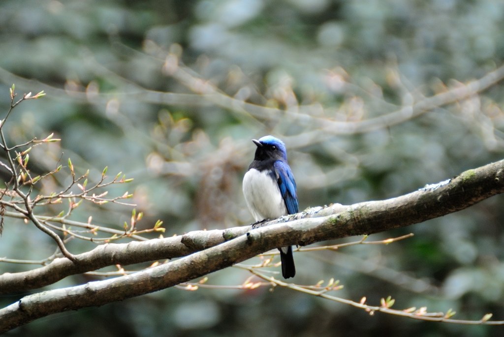Nikon 1 V1 + FT1 + A005』 TAMRON SP 70-300mm F/4-5.6 Di VC