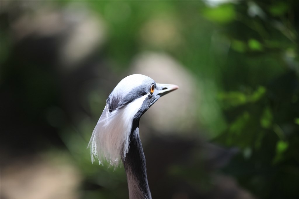 更に更に値下げ。ボカシ表現Canon 200mm f2.8L Ⅱ 口径72mm径