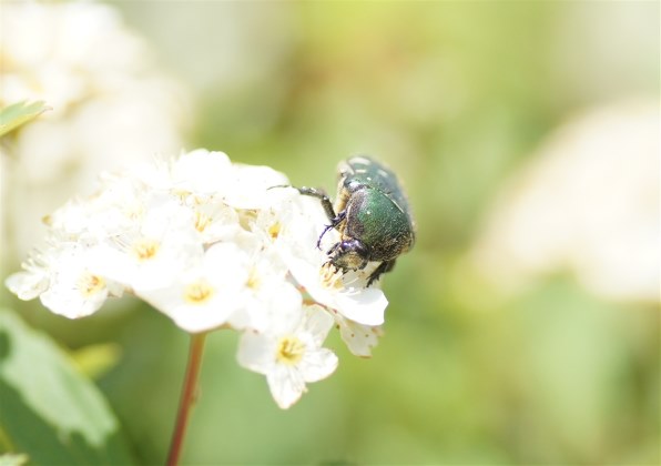 マクロレンズで昆虫を撮ろう！』 TAMRON SP AF90mm F/2.8 Di MACRO 1:1