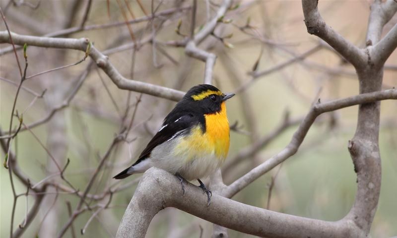 野鳥撮影時のISO設定は？』 CANON EF400mm F5.6L USM のクチコミ掲示板 - 価格.com