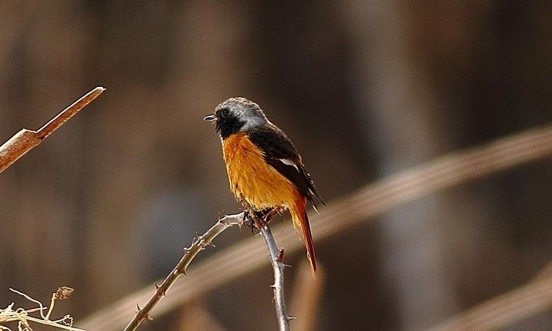 野鳥撮影時のISO設定は？』 CANON EF400mm F5.6L USM のクチコミ掲示板