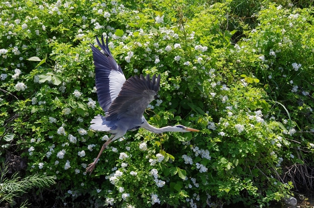 このレンズの限界？』 ペンタックス smc PENTAX-DA 55-300mm F4-5.8ED