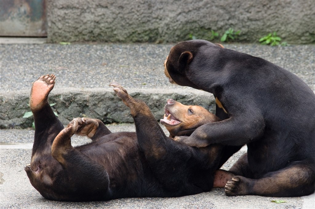 動物園に行ってきました マレーグマ劇場 ペンタックス Pentax K 5 ボディ のクチコミ掲示板 価格 Com