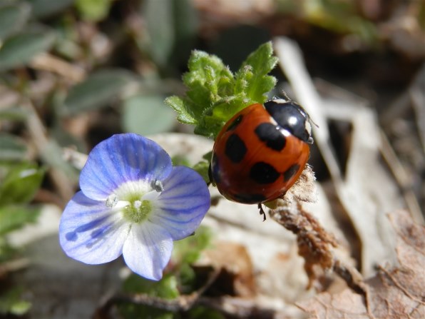 オリンパス OLYMPUS SZ-11 [シルバー]投稿画像・動画 - 価格.com