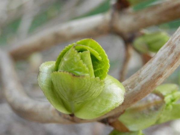 OLYMPUS SZ-11 シルバー 本体と付属品 Amazon | OLYMPUS デジタルカメラ SZ-11 シルバー 1400万画素