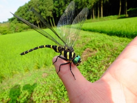 マクロレンズお薦めは？』 CANON EOS 50D ボディ のクチコミ掲示板