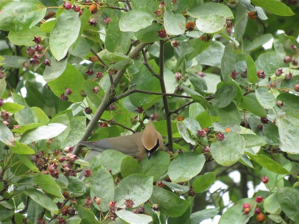 お気楽野鳥撮影を楽しもう Part 9 Canon Powershot Sx40 Hs のクチコミ掲示板 価格 Com