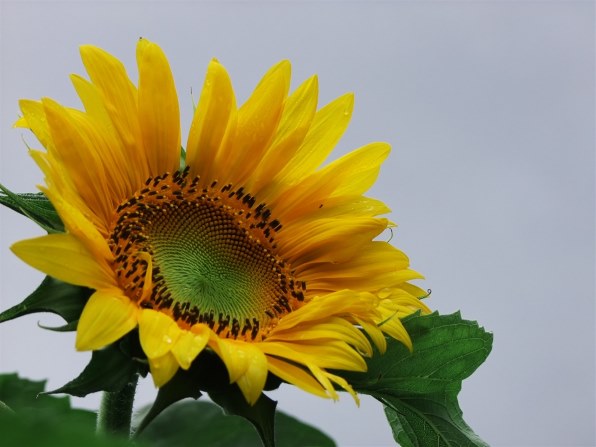 富士フイルム FinePix S200EXR投稿画像・動画 - 価格.com