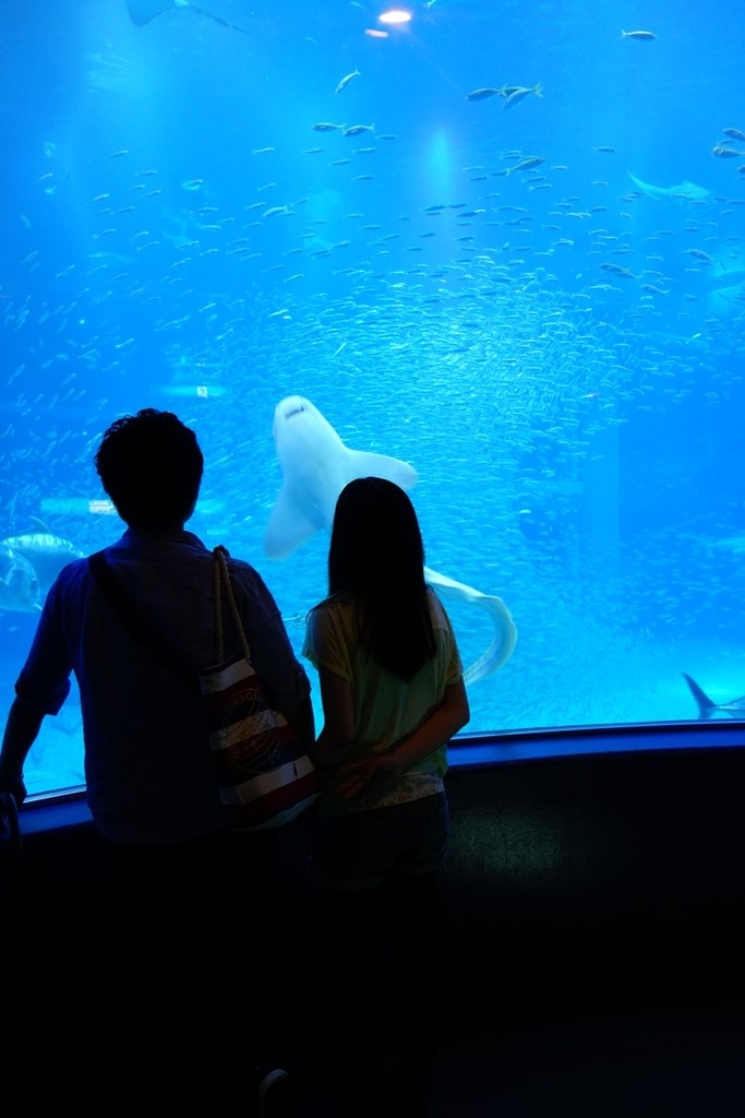 水族館での撮影でBESTな設定を教えてください』 SONY サイバーショット 