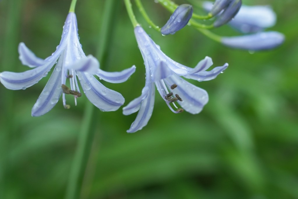 ノクトンの名に恥じない銘レンズ』 コシナ フォクトレンダー NOKTON