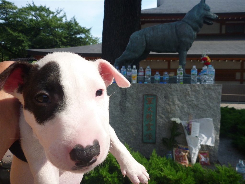 飼いたい方へのアドバイス 小型犬 ミニチュア ブル テリア のクチコミ掲示板 価格 Com