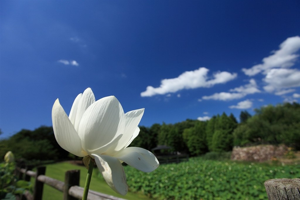 突然の夏空』 CANON EF17-40mm F4L USM のクチコミ掲示板 - 価格.com