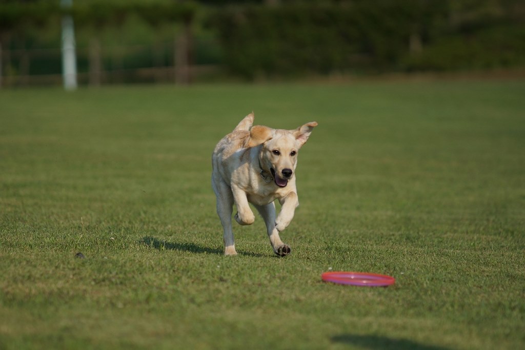 久しぶりに走る犬を撮ってきました クチコミ掲示板 価格 Com