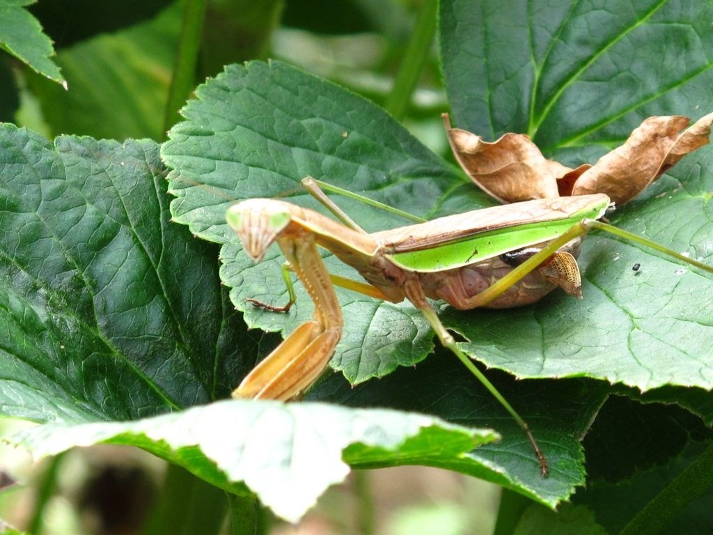 お気楽野鳥撮影を楽しもう Part 10 Canon Powershot Sx40 Hs のクチコミ掲示板 価格 Com
