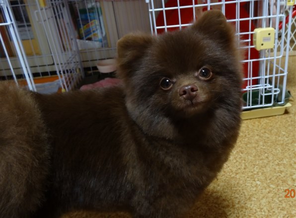 小型犬 ポメラニアン投稿画像・動画 - 価格.com