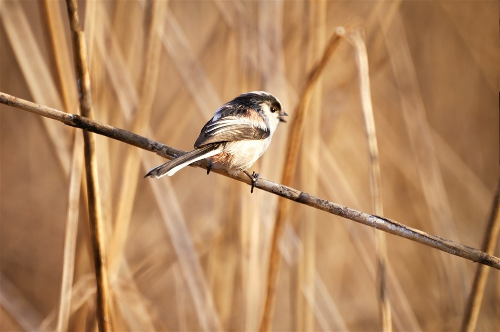 世界唯一のAFレフレックス！』 SONY 500mm F8 Reflex SAL500F80 の