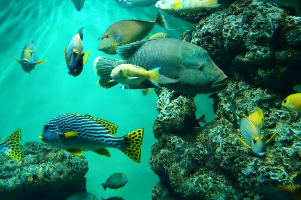 一眼初心者です。水族館撮影希望。』 ニコン D5000 ボディ の 一眼初心者です。水族館撮影希望。』 ニコン D5000 ボディ の