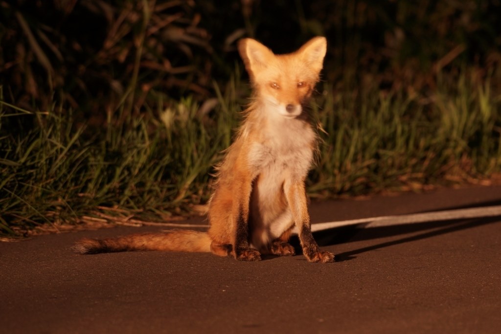 北海道でここは撮っておけ的な Sony A77 Slt A77vq ズームレンズキット のクチコミ掲示板 価格 Com