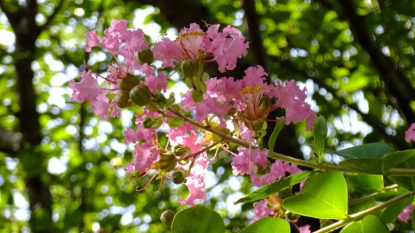 富士フイルム FinePix Z800EXR [ピンク]投稿画像・動画 - 価格.com