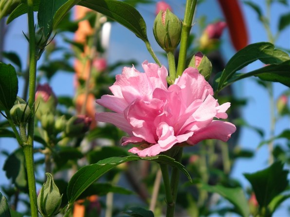 三洋電機 Xacti DSC-J4 価格比較 - 価格.com